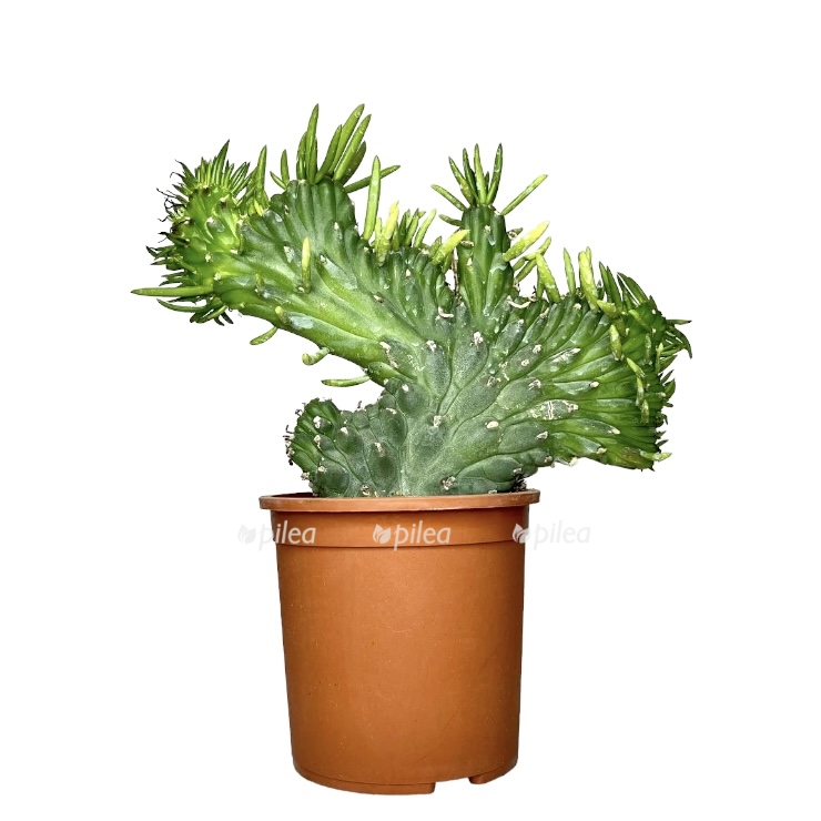 4520074c 3433 47a4 a546 dcb667974455