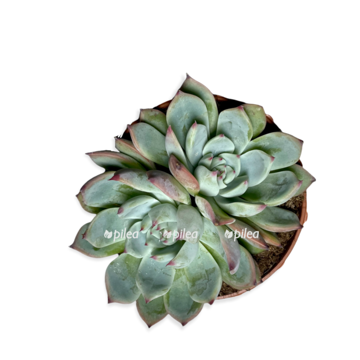 4529f2c0 5828 405d a51a af5305eb4234 e1680487428471