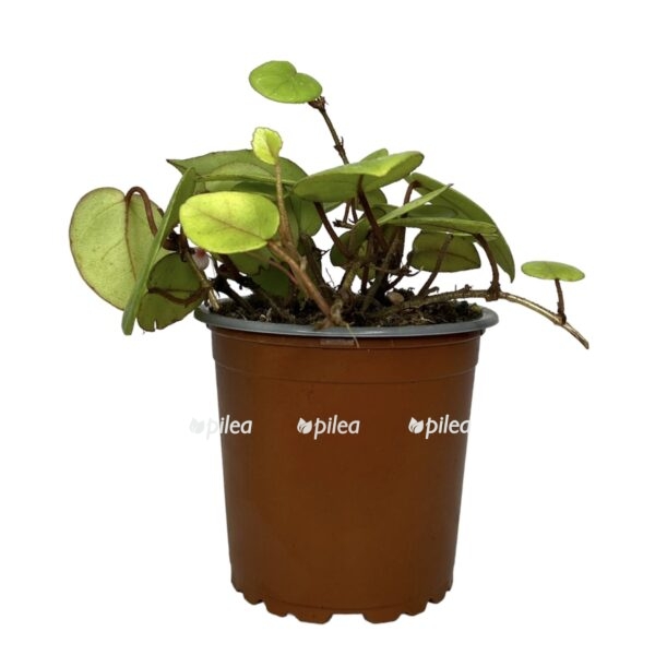 468e2a53 e187 4295 8f94 2b78a7f358c1 e1699716727761