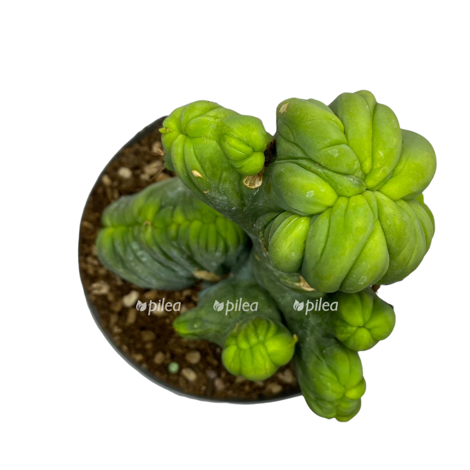 47e4fdb6 841a 4a7d 9d91 a92bd5a8a6e9