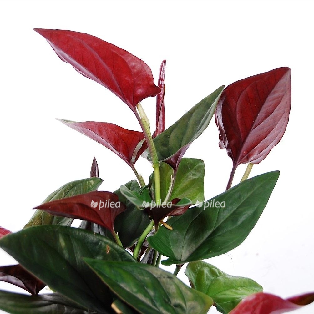 4818abf5 bc2f 456a 8a66 22c69e323e54