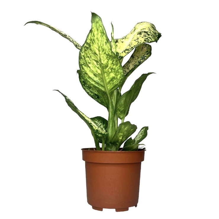 48694a39 59bd 4824 9fe3 da5be0caf862