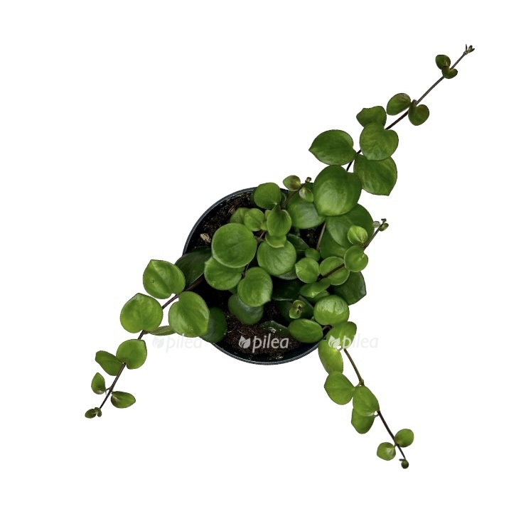 49011e41 67a4 4478 9ae8 7b095692f9d1