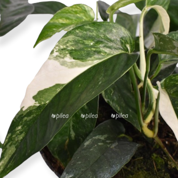 4a0f4bf0 ba29 4df4 a1bc da7dda476d18 e1641925303909