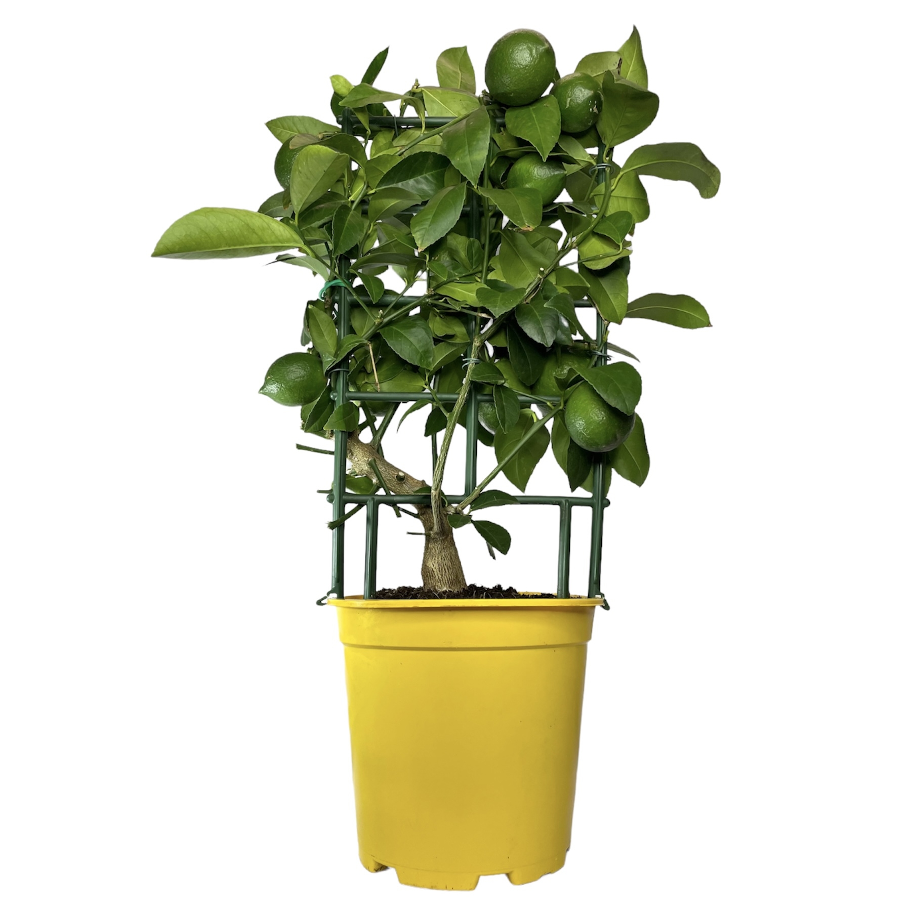 4a6e5762 6745 4c3c 8e3f 10f4bf203d82