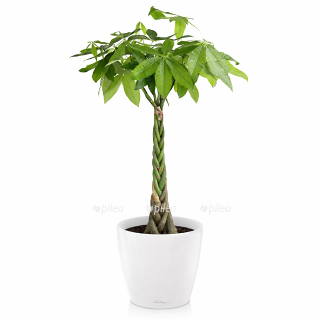 4a7b3ffe 04f1 4ce7 816f 16046b606949 e1768482456932