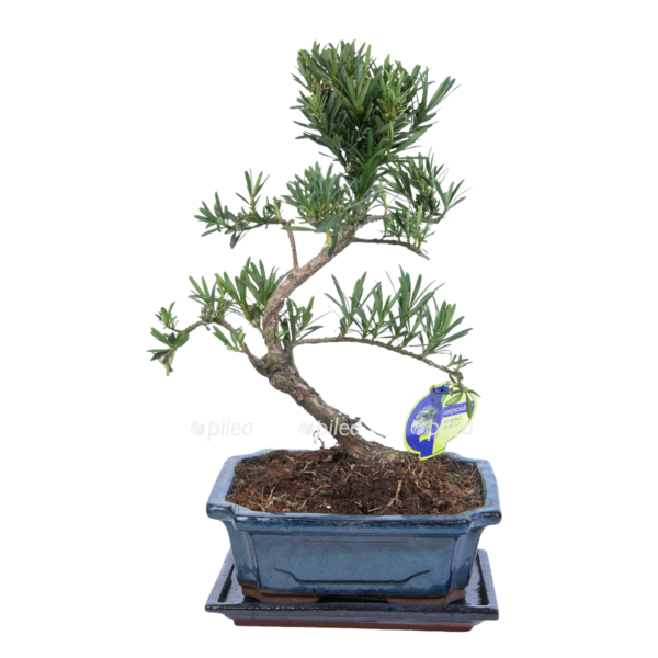 4baf1bd2 2889 4cf9 9bbd 540ead3272a7 e1612328509422