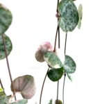 4c8c0d87 b2c6 4d59 92d5 b2854d0fe20a