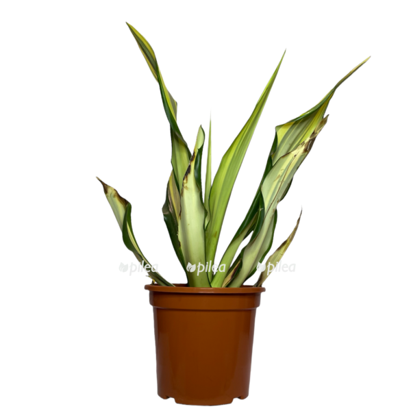 4d52246b 46c8 4723 9cd9 23268661c873 e1666719437530