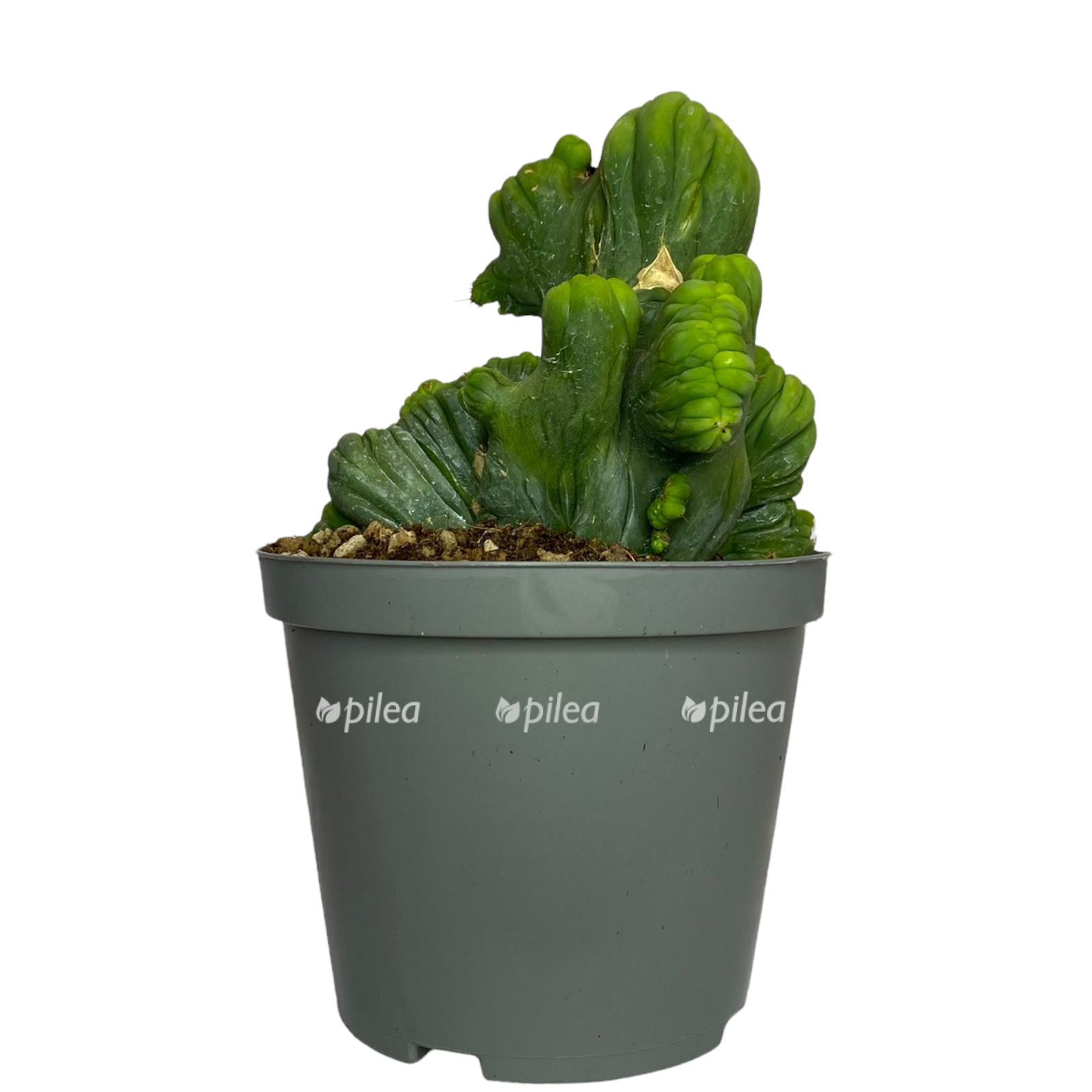 4ee57041 853d 4d53 b158 b7f02b3ef123