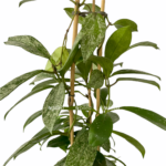 4f19d415 3d33 43c3 9973 fbcc73c1ccc4