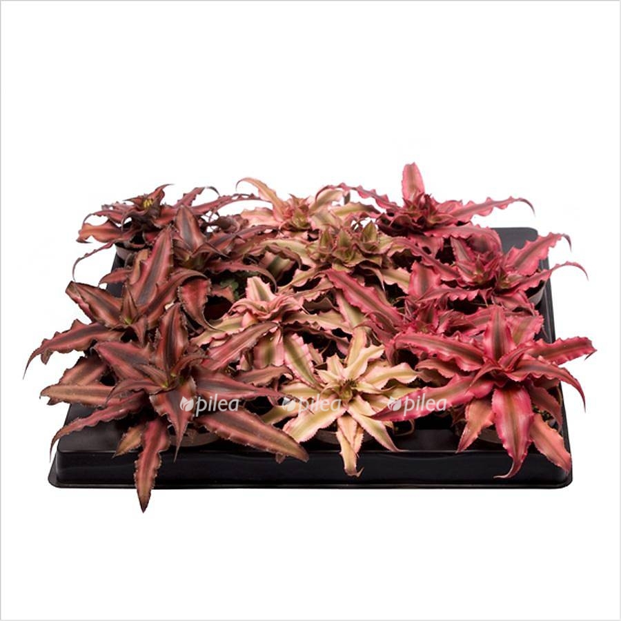 Криптантус Бивитантус купить