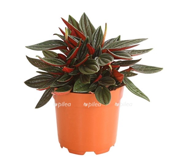 503e880e 9338 4904 b3e0 cef9847b287a