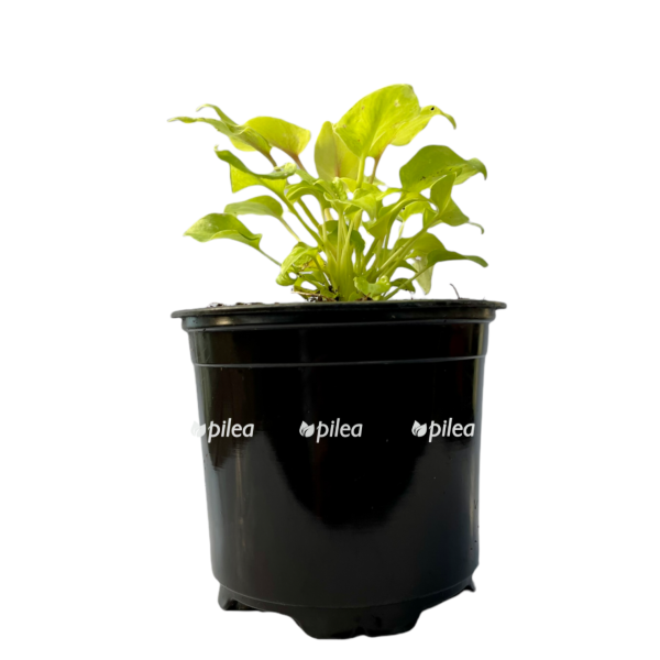 5109e0e2 809c 49db aa14 cebdcef927e9 e1679422779415