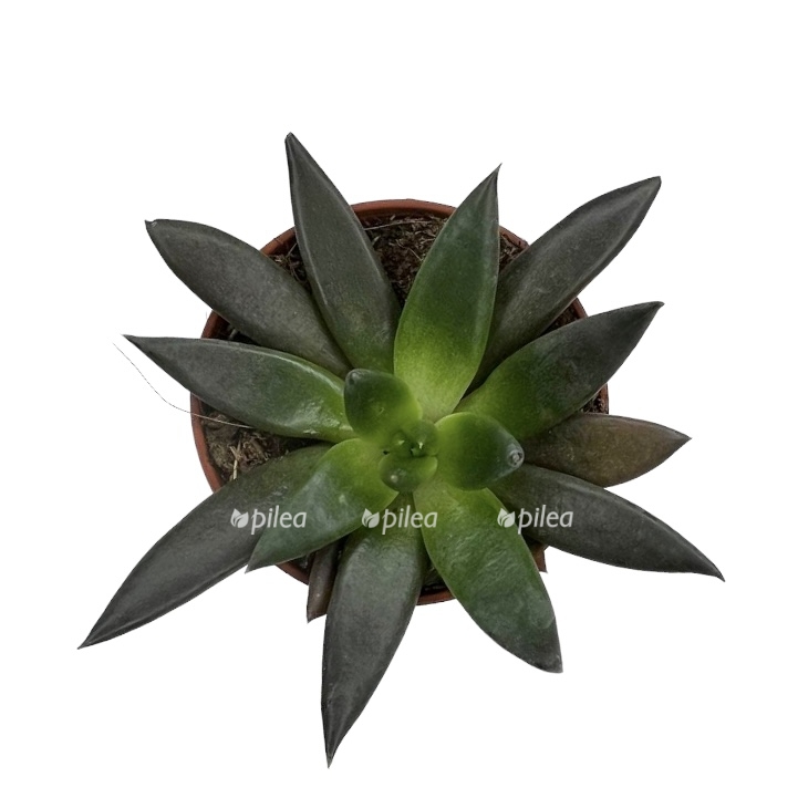 51559452 36d3 4f56 ae5e f3b903822e84