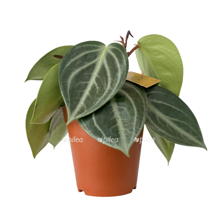 53fb8715 45a0 4104 9f4e 0e9dd76e9881 e1682023351892