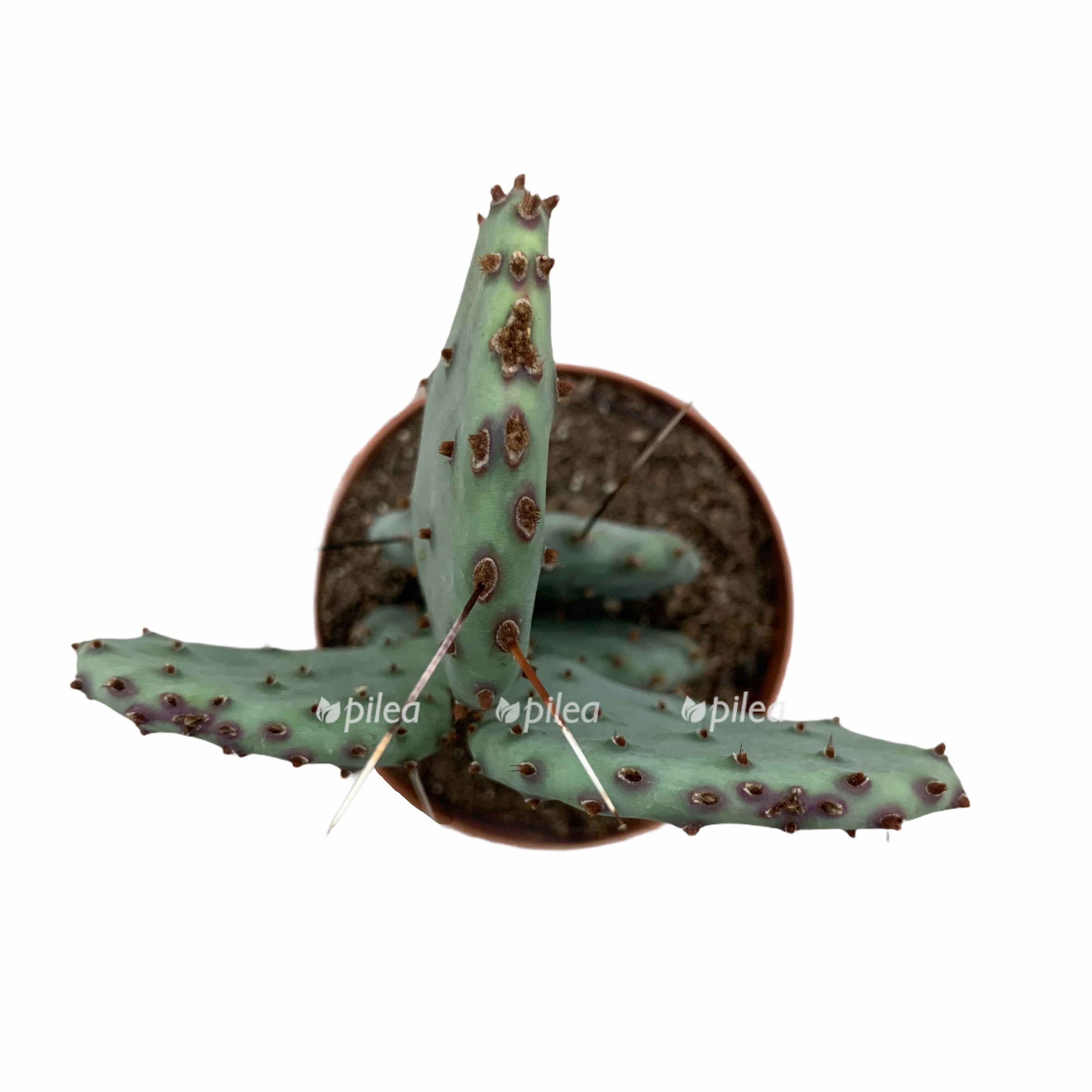 55e91dec bb56 4ed8 b4aa d16d18cc9349