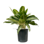 5887f105 6fe9 408e ac91 c90991790314 e1680753688447