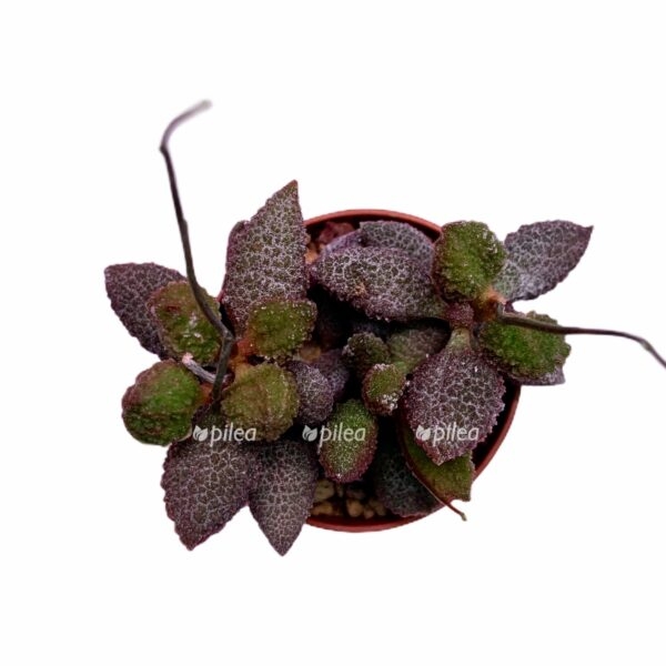 5a358b81 2118 47e8 a0f4 73379329445e e1600966623897