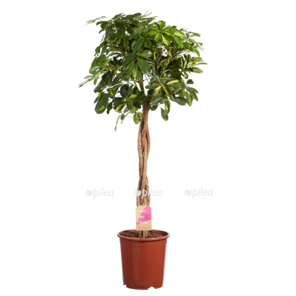 5b6bd8410281d e1650292129605