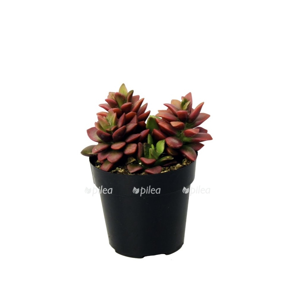 5cf62c9cf147347adff409c1e900b89f sunrises succulents