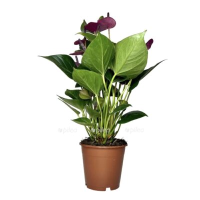 5d1ff14b 3a28 47af 94dc ce0a5beb91e0