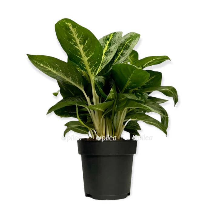 5d5f7341 f38e 44bd af41 d09707e86f49 e1680786272280