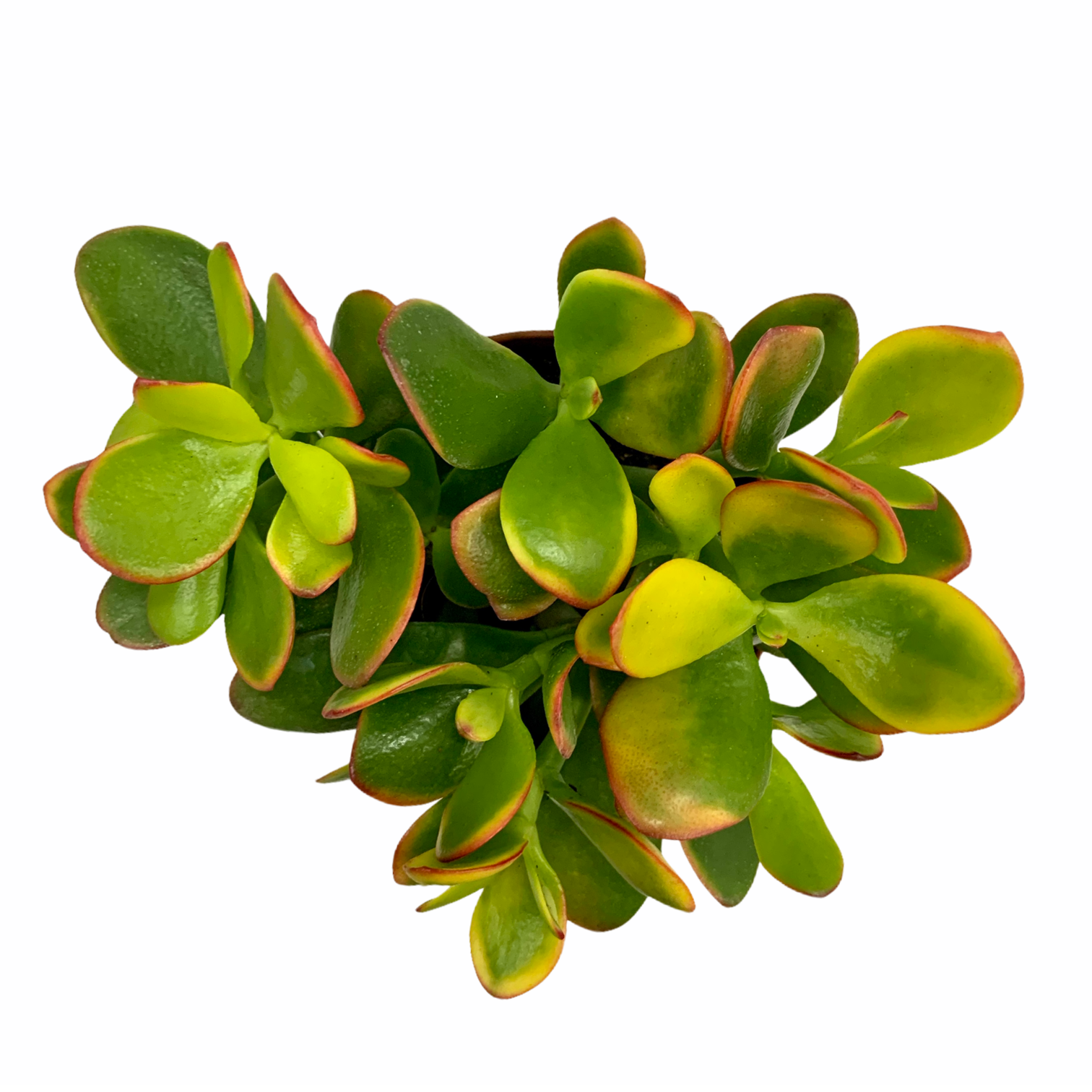 5eceb3b5 78fe 4866 ba17 6759b5a8b184