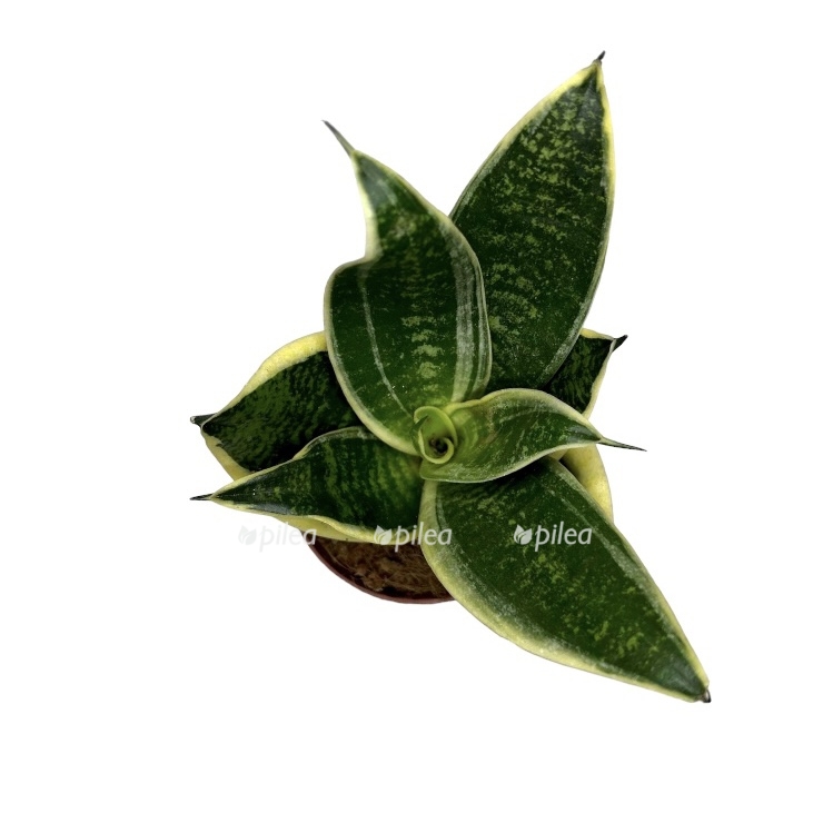 5ef0b935 3282 47ef a3b4 981744200fb0