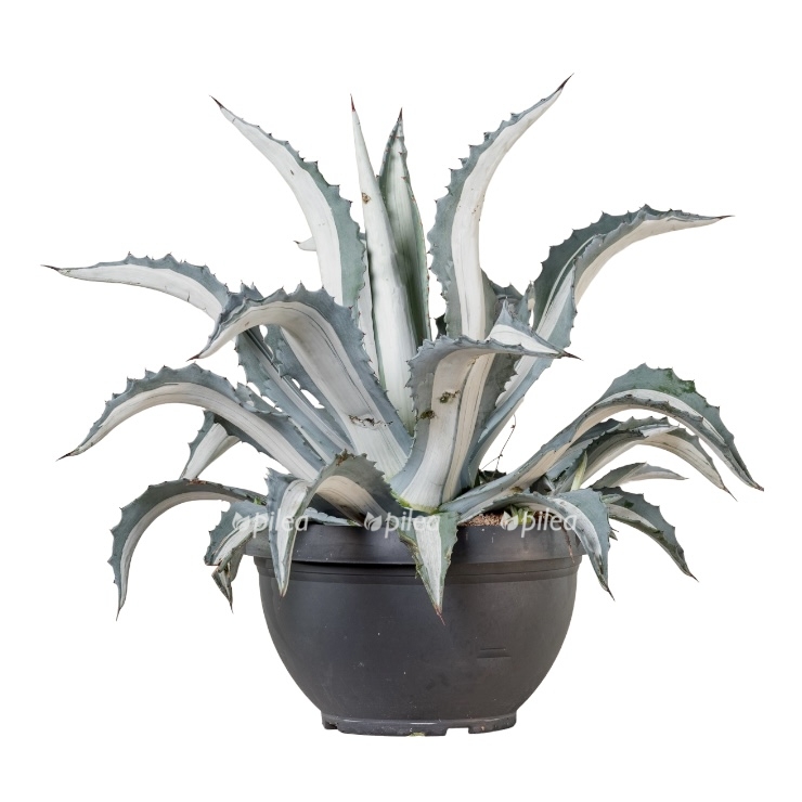 5f9e0e94 7535 4a2e bf6c dd12748344f5