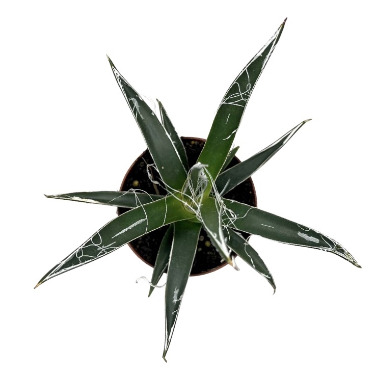 Агава Филифера купить