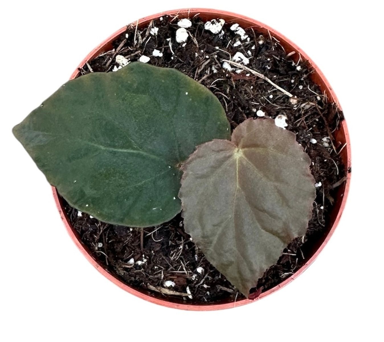 6404p3fvigmmketoubhigi4tt0bmib3imrscg74e big