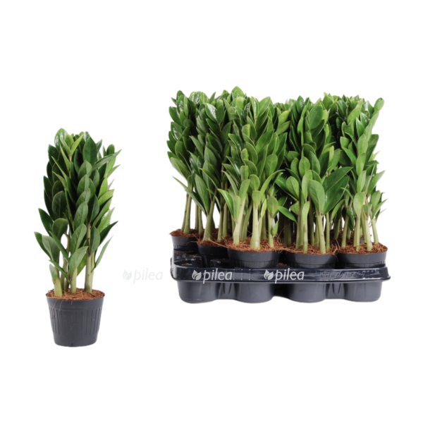 64ce4a4d 3456 4fd3 9073 03d719afadae e1613229494172