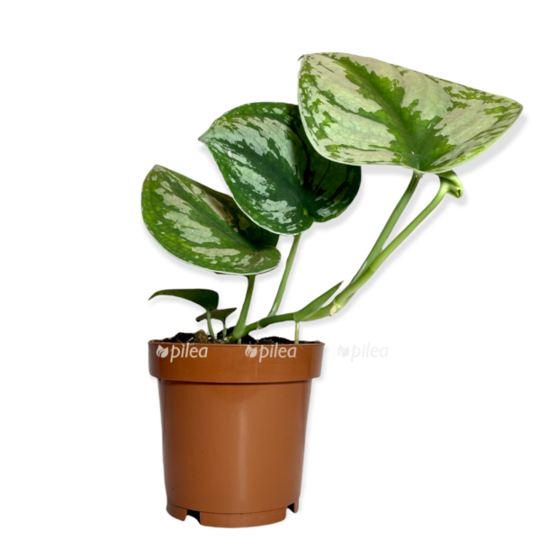 66580840 961d 4cca bd4f 4aafc438c0d3 e1679423474242 1