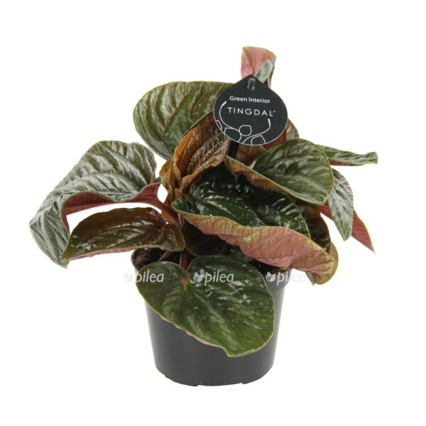 670463 003 1000 e1682024376333