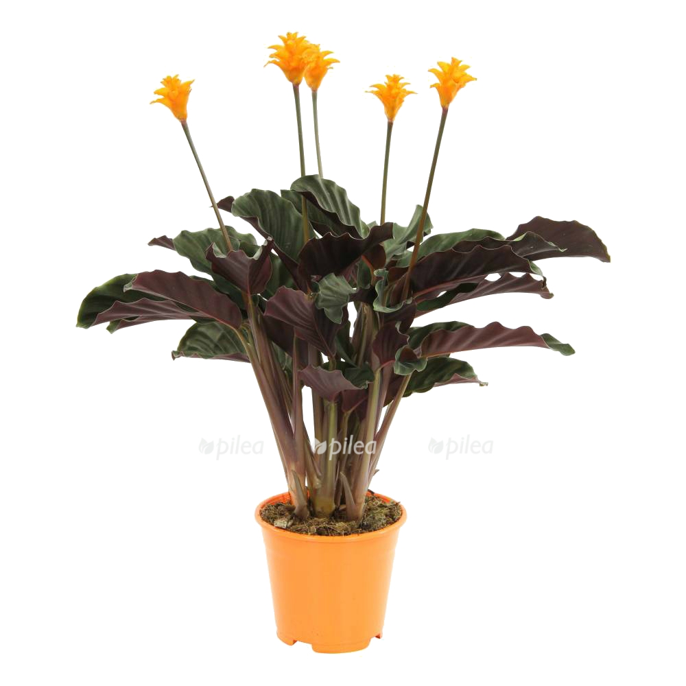 672196_002_1000.jpg 672196 002 1000