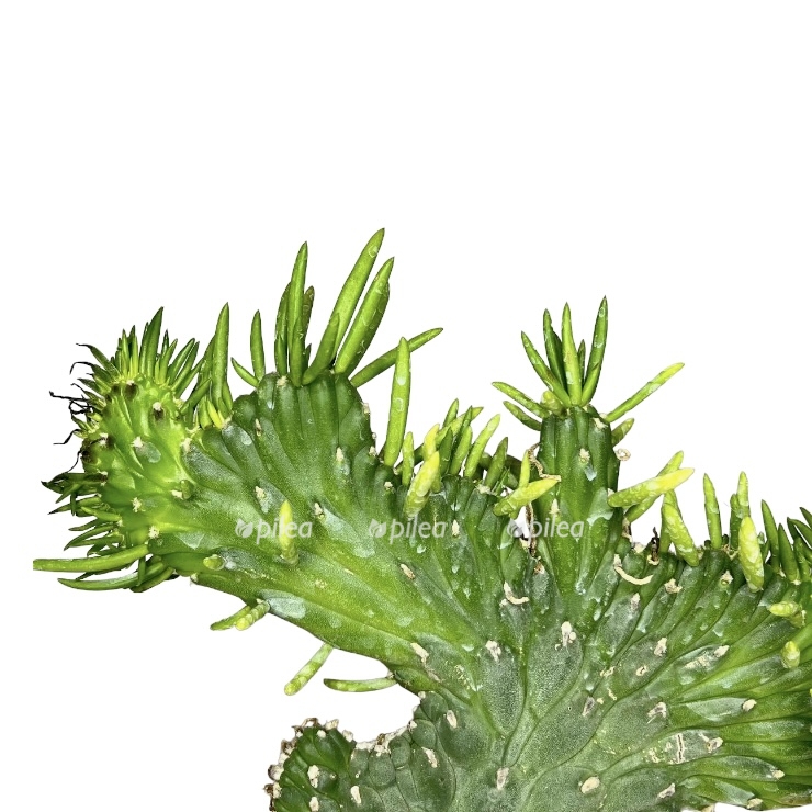 675de86a 4ffa 4189 9515 90070a1f8c81