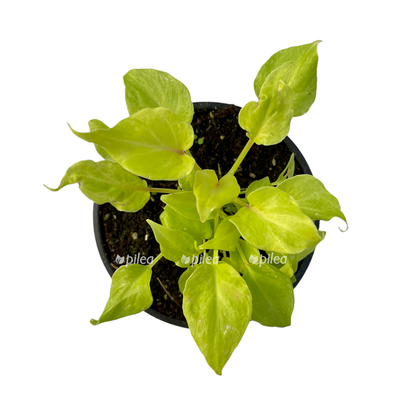 68d21864 0d1f 41ed aafb c0bfe41d6631