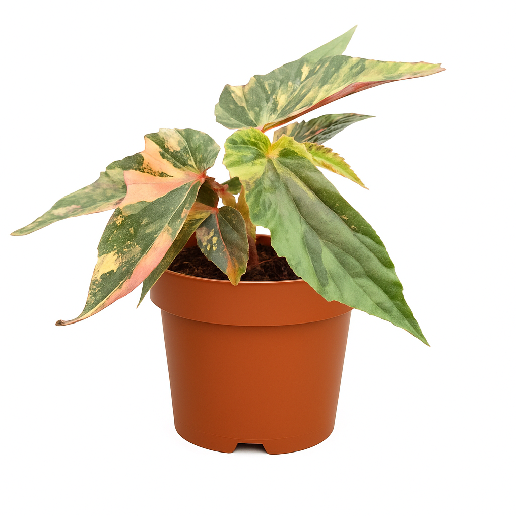 69d08f4b dfb4 4343 80b8 27cac22fbce7