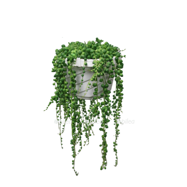 6c26d8f6 b8e7 4c66 8f48 1f8d0857ff37 e1667338288236