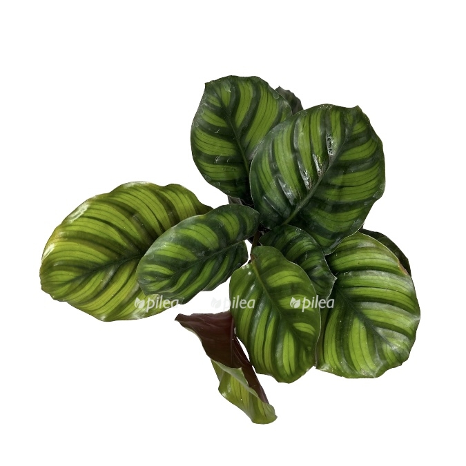 6c890a89 838a 4c27 93ef a755091d03cf