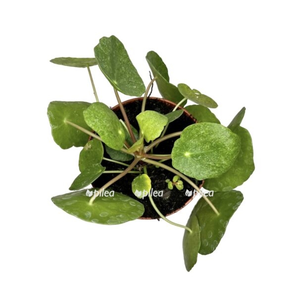 70322f7f d8da 4039 a805 b05c7db798b9 e1720099078988