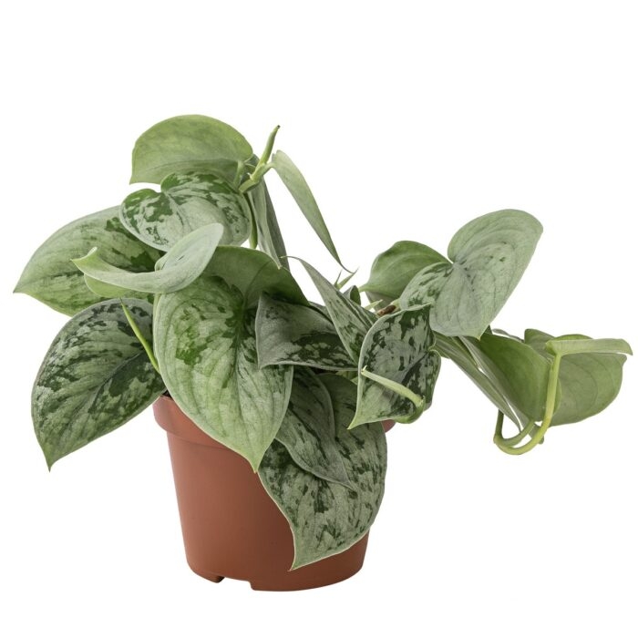 704d8cea 5e03 4bc8 b444 a89ba5e7ceb6 e1675191907188