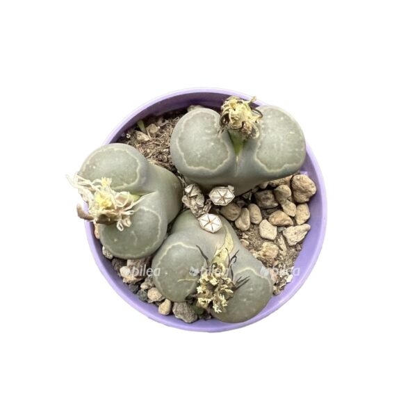 706ab45d 9feb 40ad 9aac 16535a4ea119 e1667107548962