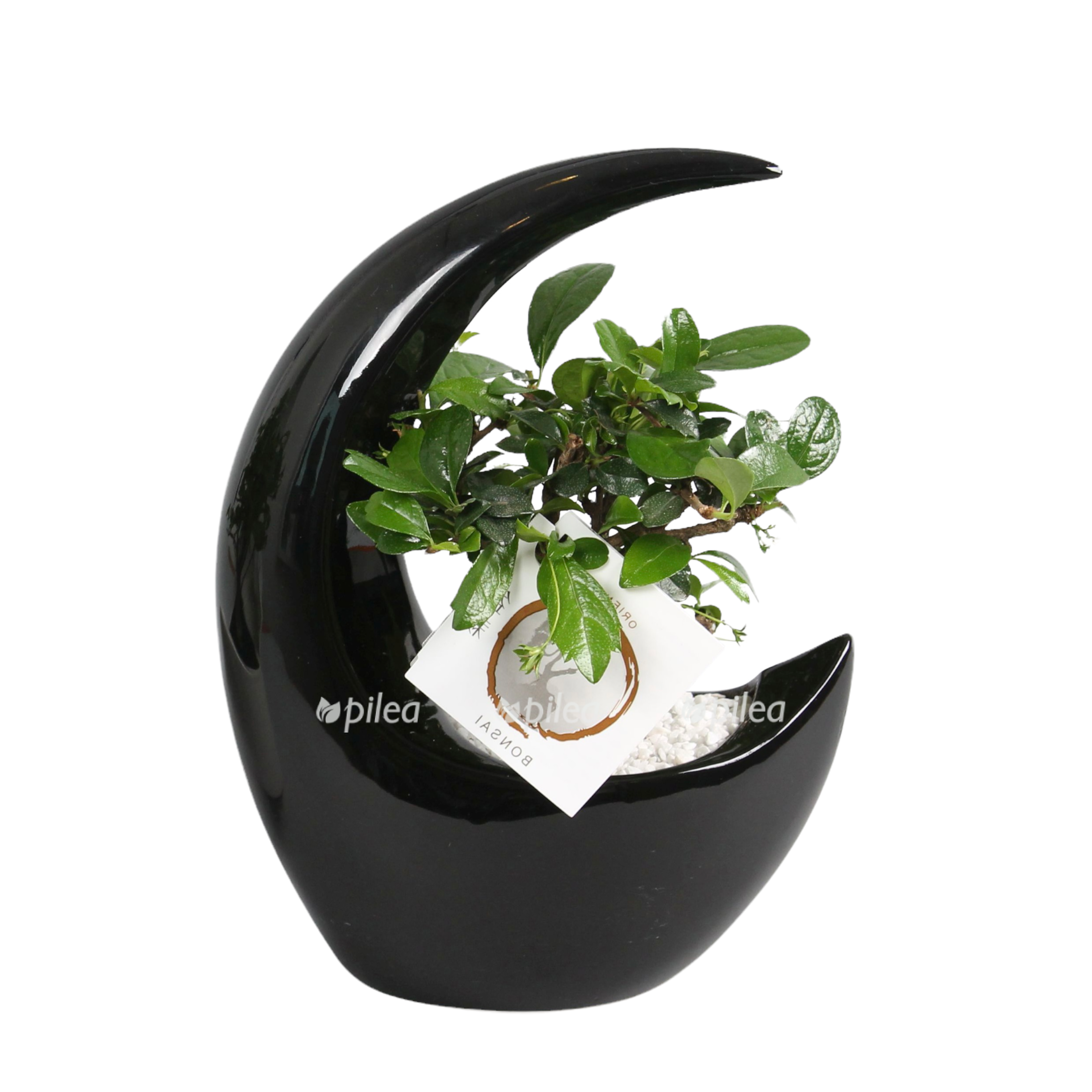 70f8580c 38ba 4a16 8d53 1cc4e4e20673