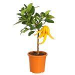 7118763 we fs 001 citrusbuddhashandt20dehnerexpressherzig