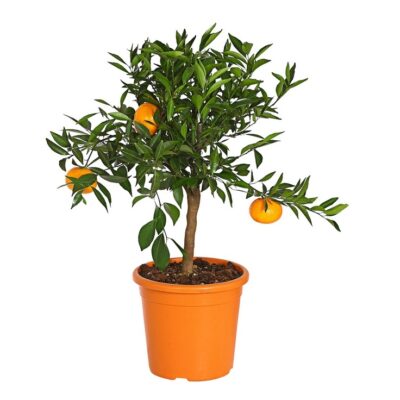 7120306 we fs 001 citrusreticulatat20dehnerexpressherzig