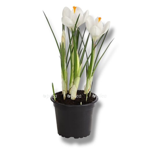 7271d7f3 f02d 47ee 9344 c7d0e85b5091.png e1768924484663