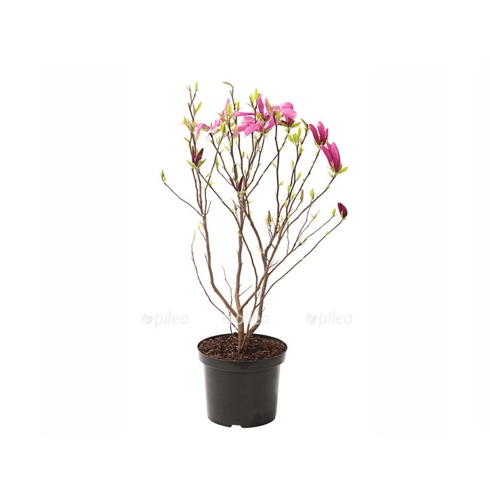 7276868_we_fs_001_magnoliemagnoliasusan10ldehnerexpressherzig.jpg