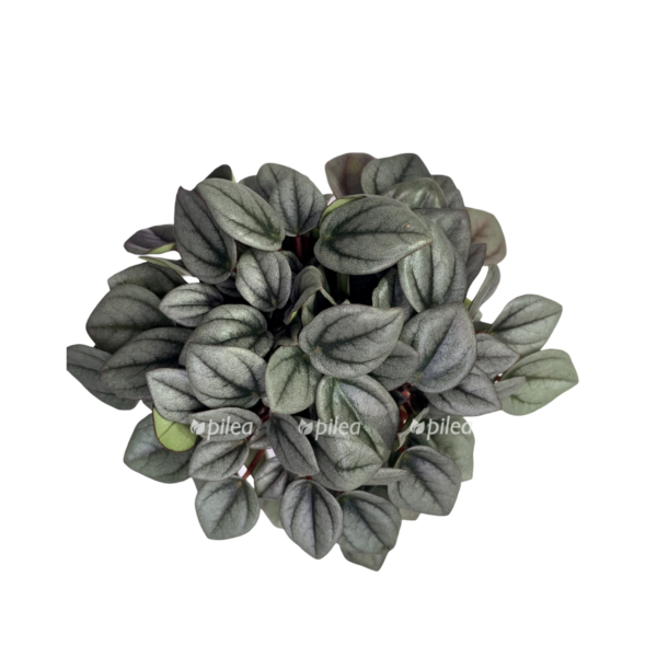 78486e76 4d66 447e 8100 25a0752d6dec e1612709109482